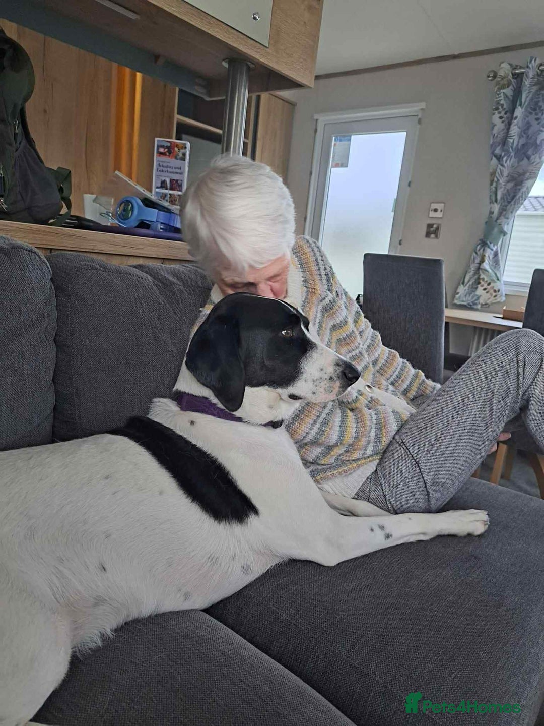 Pointer dogs for adoption: Charlie is looking for his forever home  - Image 5