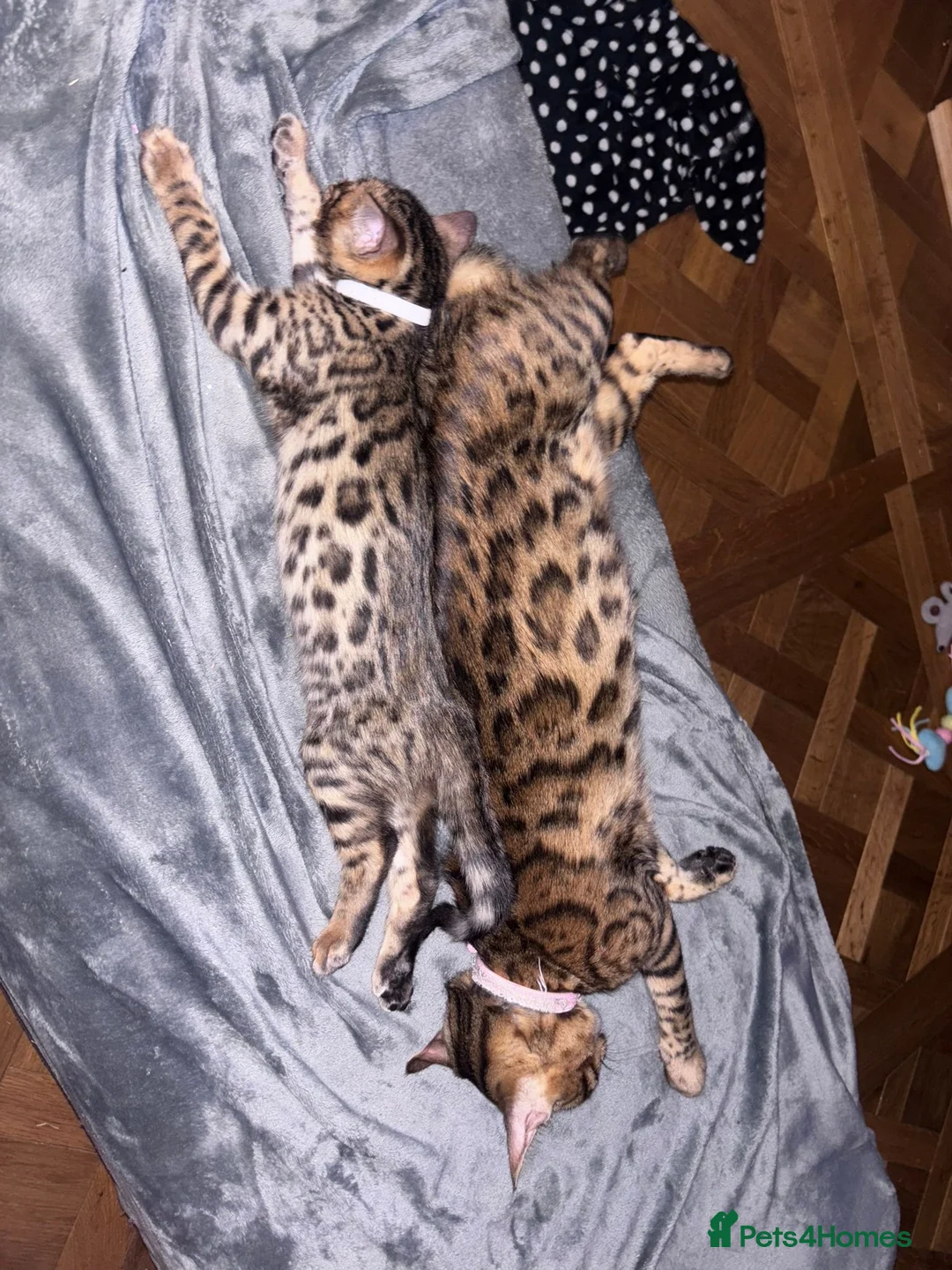 Bengal cats for sale: Pure bread Bengals - Advert 19