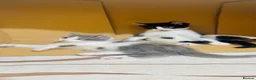 Mixed Breed cats for sale: 5 Kittens Available❤️ - Advert 20