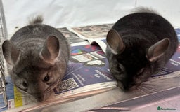 Chinchilla rodents for sale: Billy & Bobby, fabulous standard brothers, v.tame - Advert 6