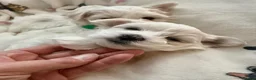 Maltese dogs for sale: GORGEOUS KOREAN MALTESE PUPPIES - Advert 28