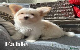 Yorkshire Terrier dogs for sale: Adorable Golddust Yorkshire Terrier Puppies - Image 9