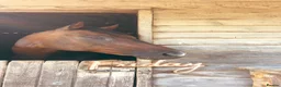 English Thoroughbred horses for sale: Super safe teenagers dream  - Advert 5