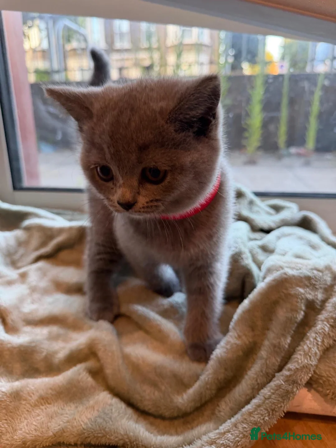 British Shorthair cats for sale: Adorable Purebred British Shorthair Kittens - 9wks - Advert 19