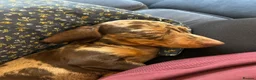 Miniature Dachshund dogs for sale: 1 year old Miniature Dachshund  in Waterlooville - Advert 9