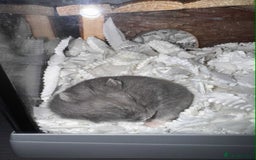 Hamster rodents for sale: Russian Dwarf Hamster - Image 2