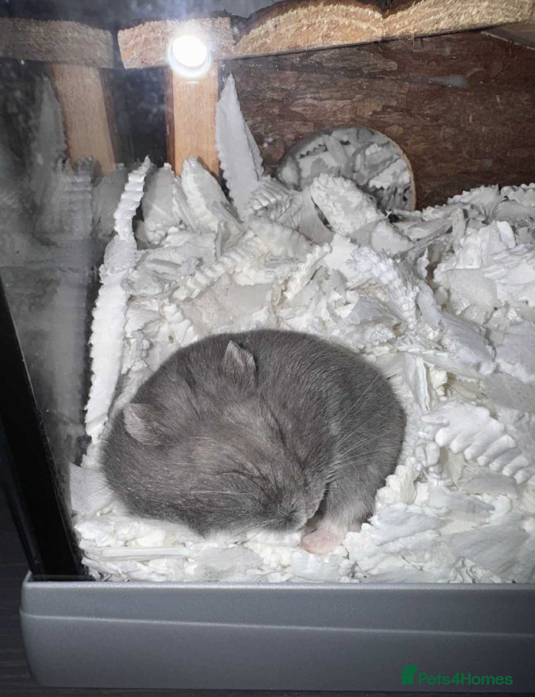Hamster rodents for sale: Russian Dwarf Hamster - Image 2