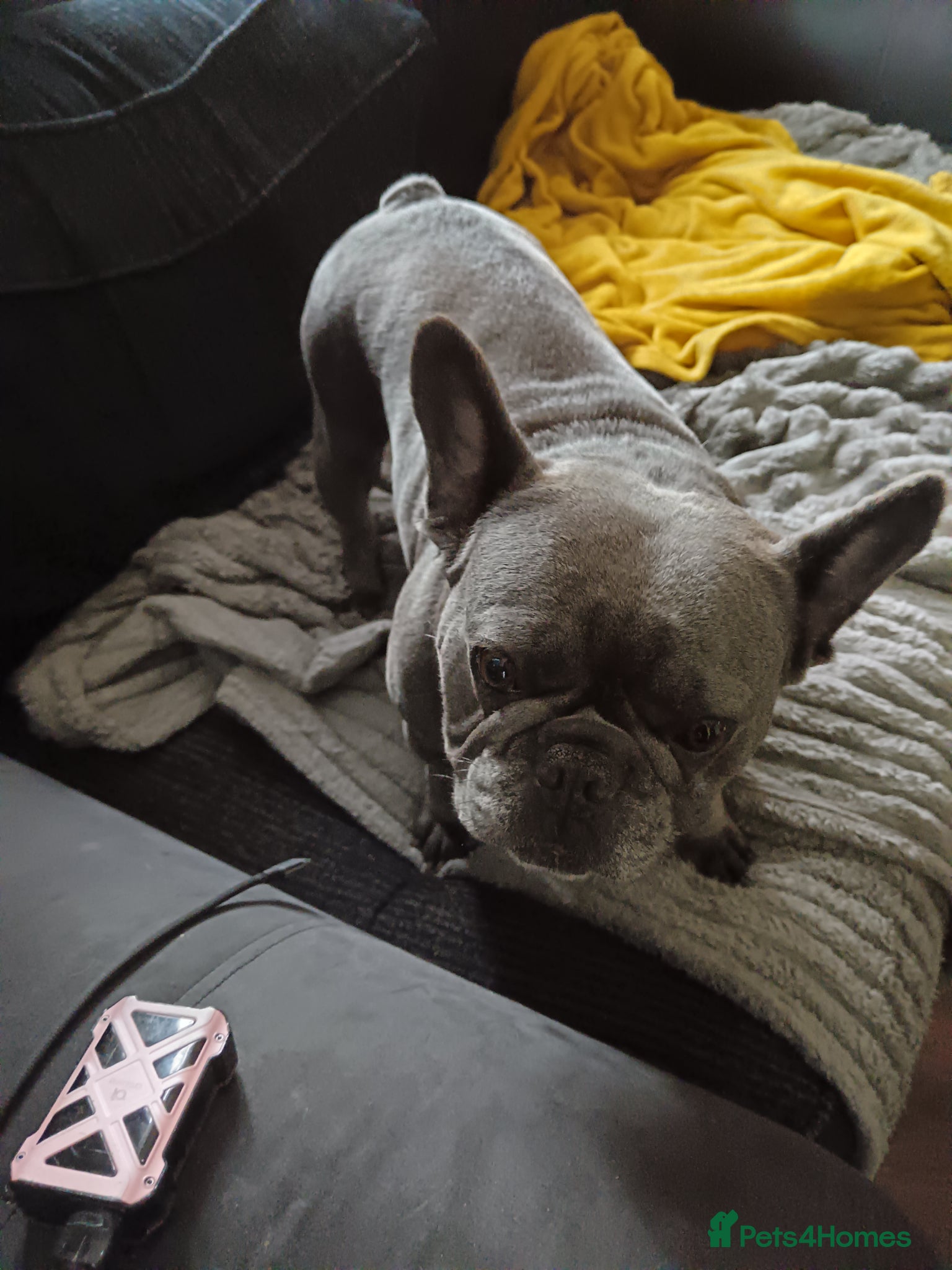 French Bulldog dogs French bulldog  - Advert 3