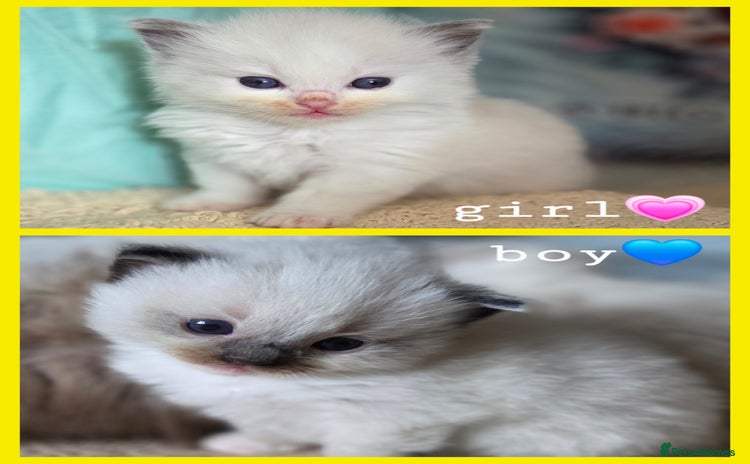 Ragdoll cats - Advert 1