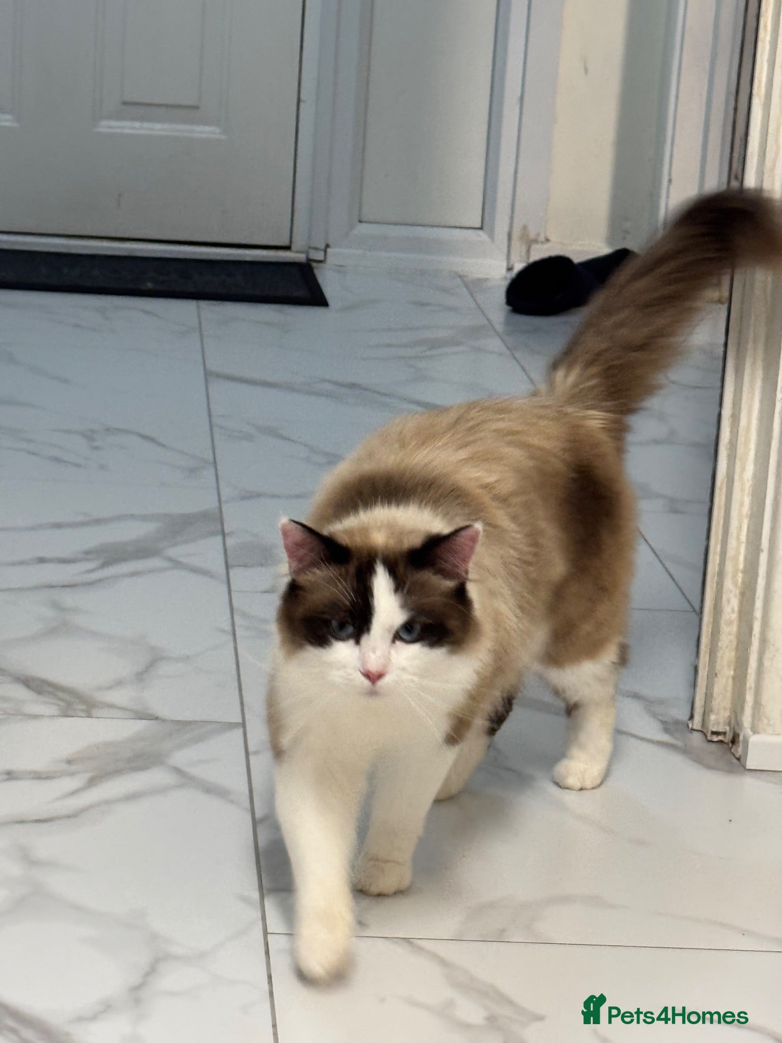Ragdoll cats Persian cat - Advert 1
