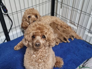 Maltipoo dogs F1B MALTIPOO PUPPIES - Advert 9