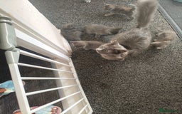 Mixed Breed cats for sale: 5 adrobale kittens  - Image 5