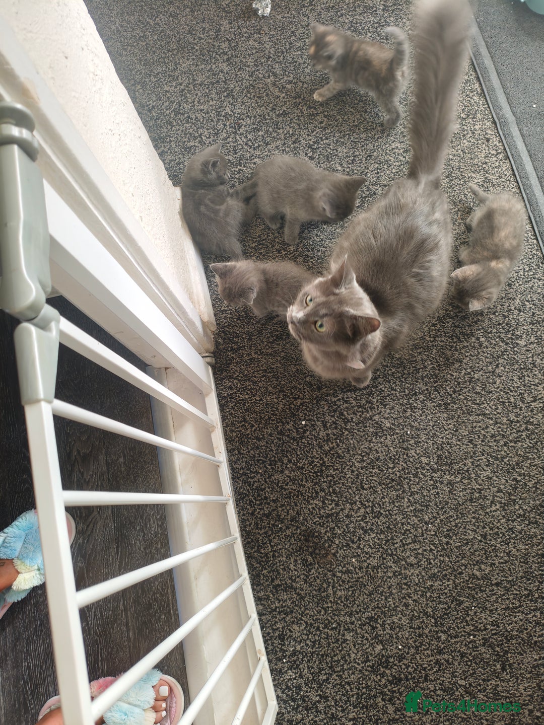 Mixed Breed cats for sale: 5 adrobale kittens  - Image 5