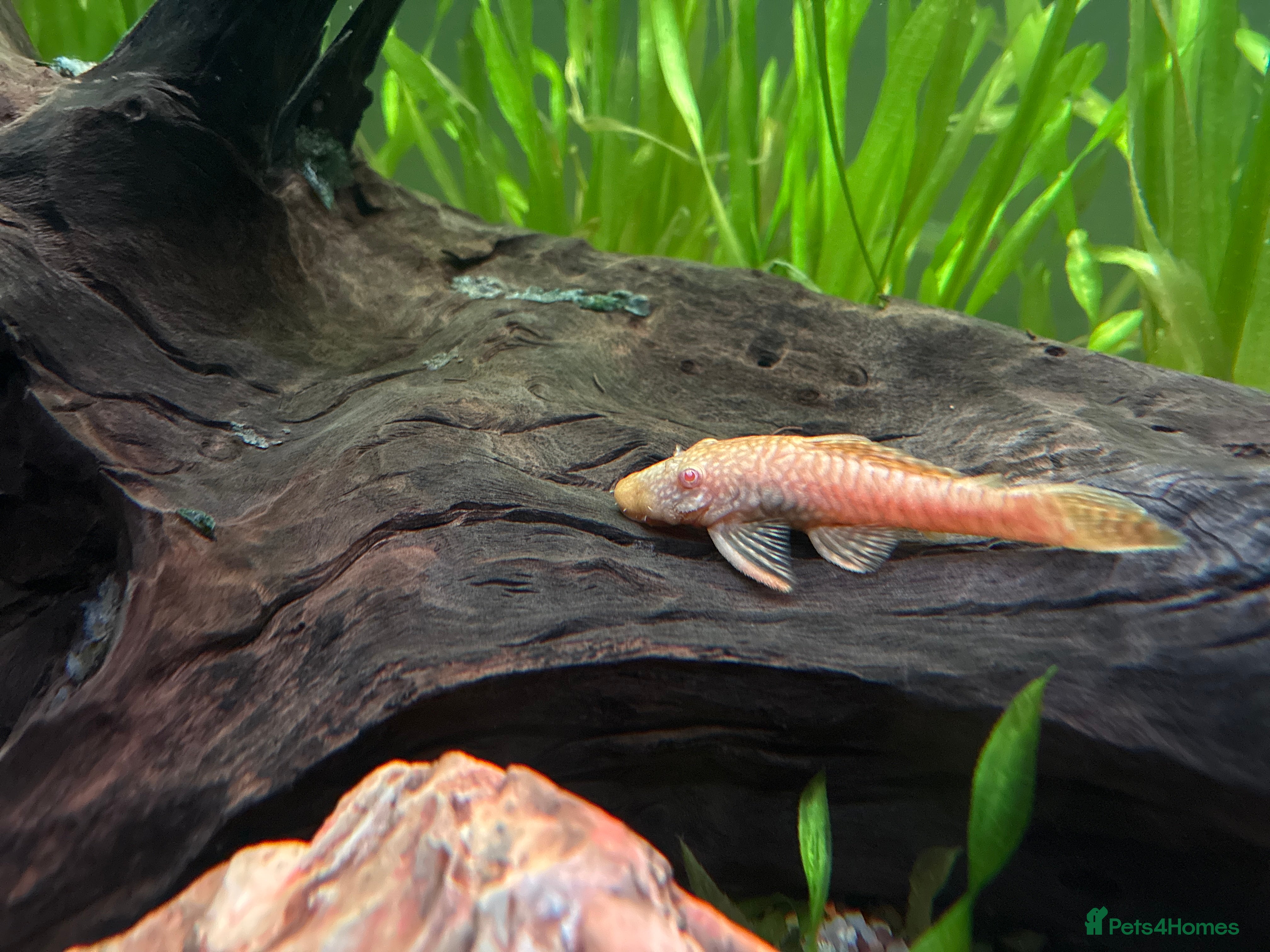 Plecos fish Albino Brislenose Plecos - Advert 2