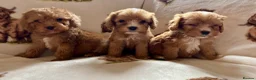 Cockapoo dogs for sale: F1 health clear cockapoo puppies  - Advert 27