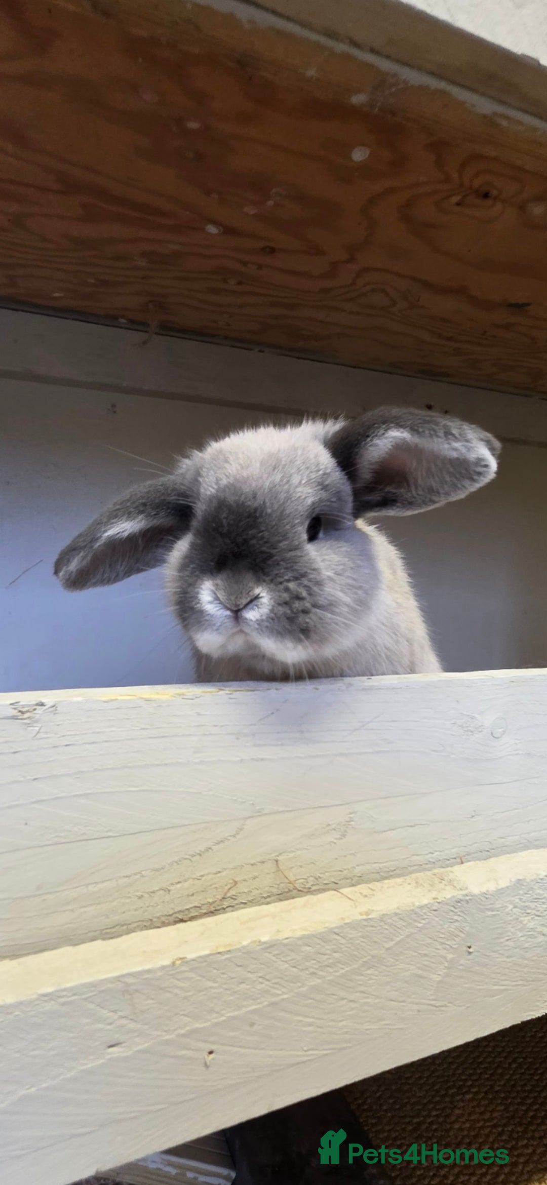 Mini Lop rabbits  mini lop girl looking for a loving home - Advert 18