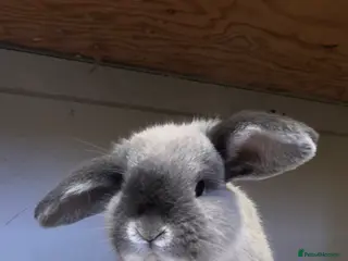 Mini Lop rabbits mini lop girl looking for a loving home - Advert 18