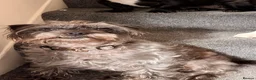Mixed Breed dogs for sale: 4 year old Nel for rehoming  - Advert 2