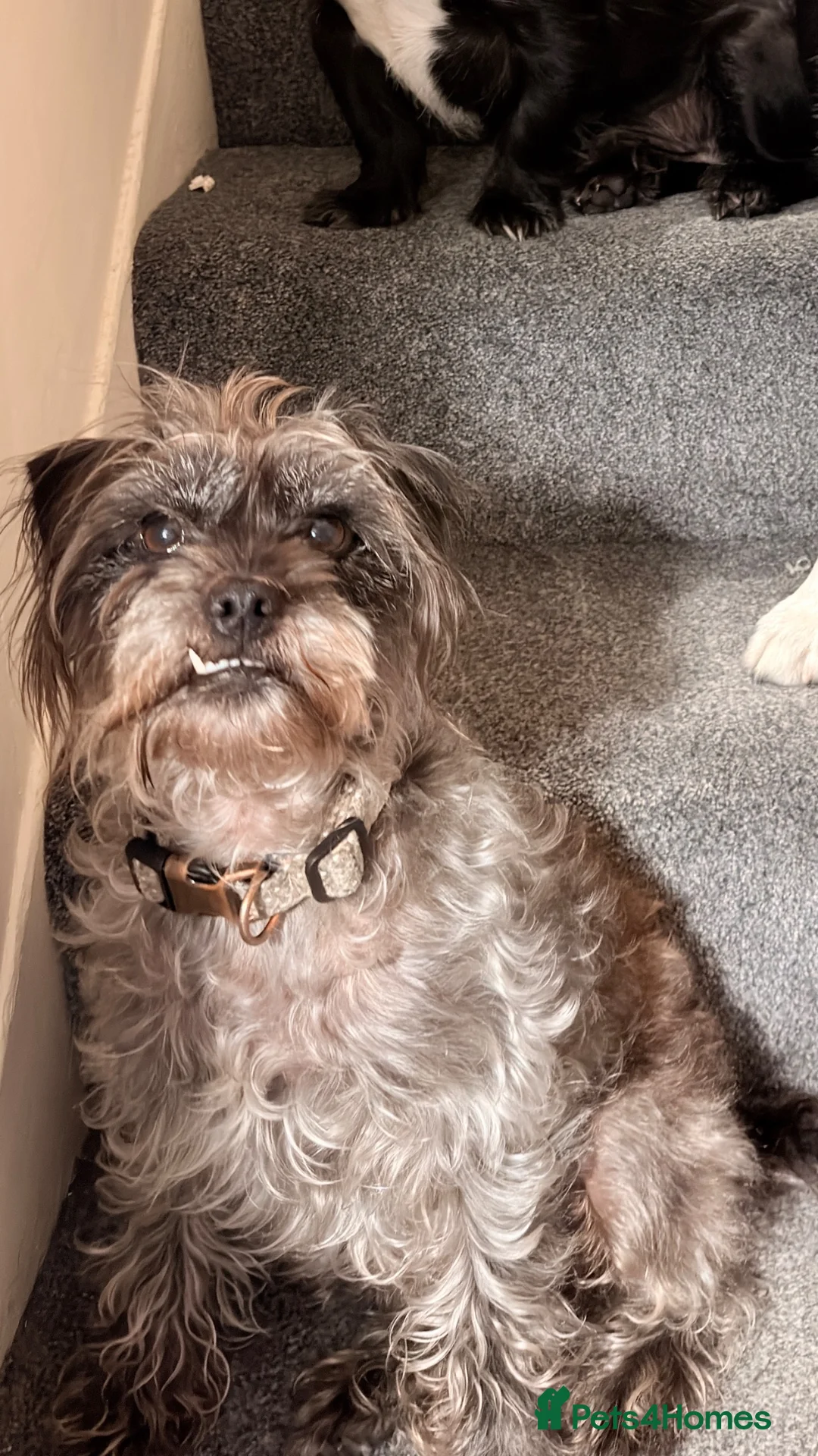 Mixed Breed dogs for sale: 4 year old Nel for rehoming  - Advert 2
