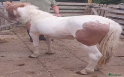 Other Breed horses for sale: Yearling Filly  - Image 2