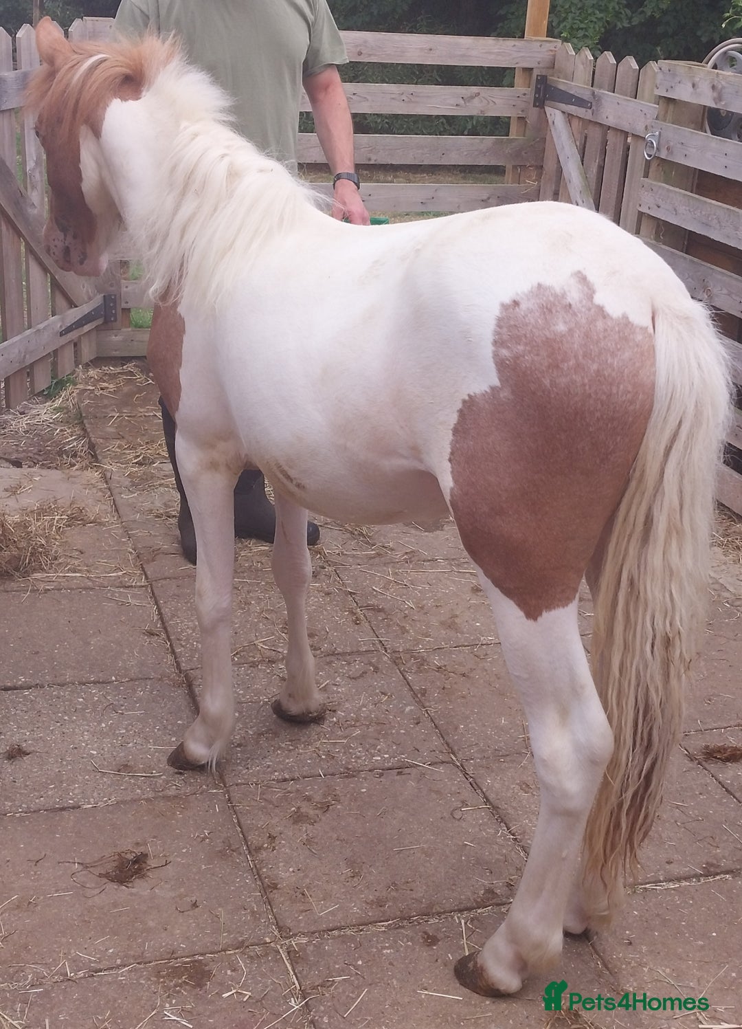 Other Breed horses for sale: Yearling Filly  - Image 2