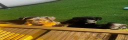Patterdale Terrier dogs for sale: Fell terriers  - Advert 24