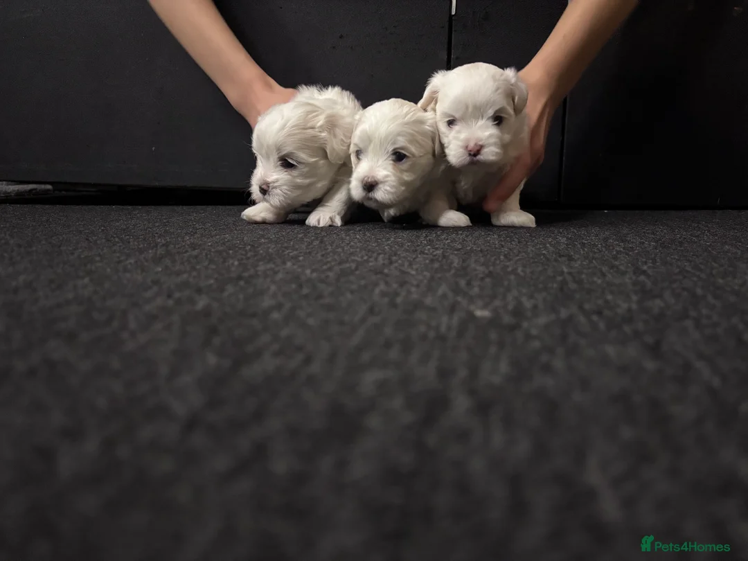 Maltese dogs for sale: Maltese puppies for sale - Advert 11