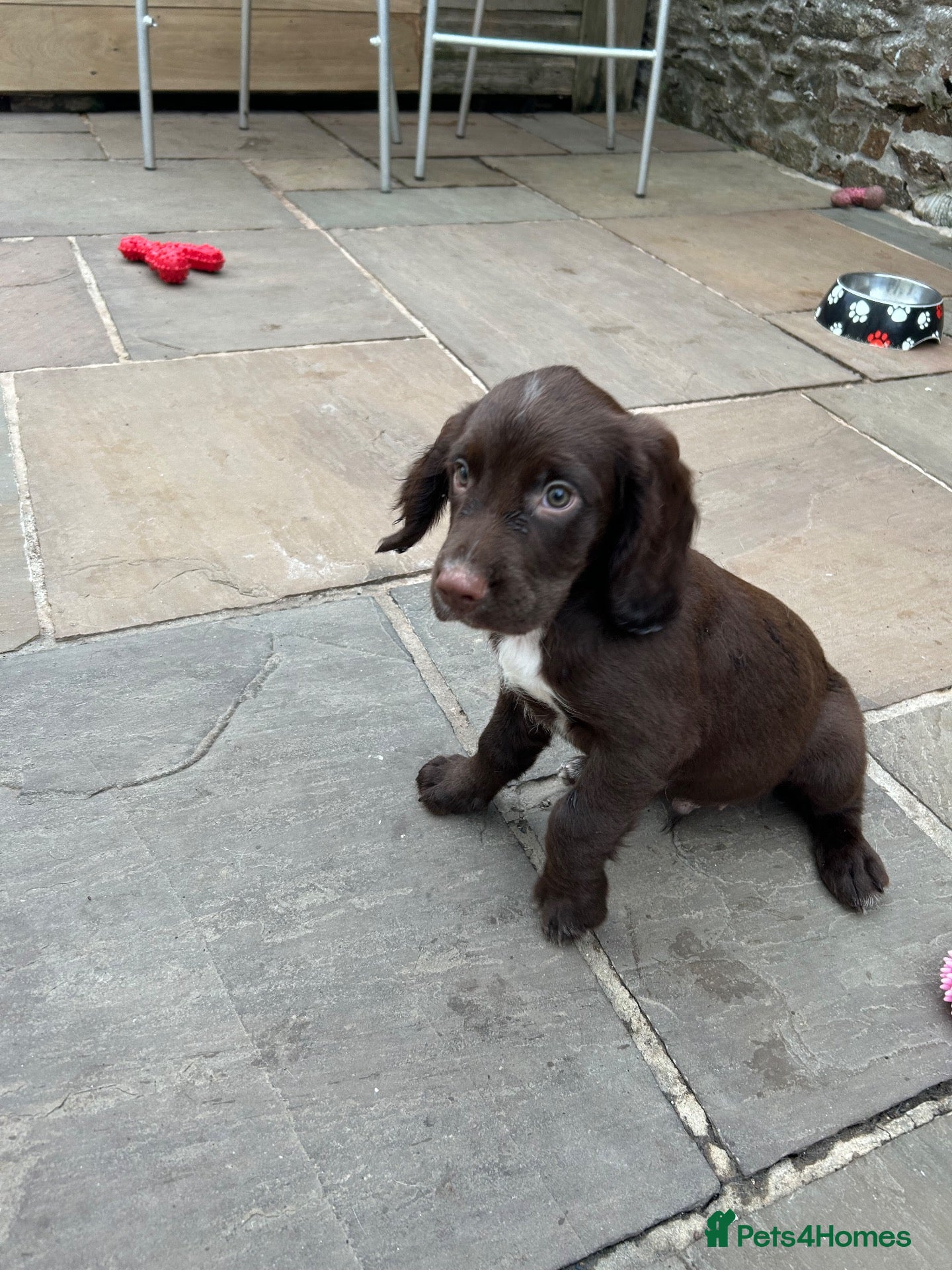 Sprocker dogs Gorgeous sprockers only 3 boys left  - Advert 2