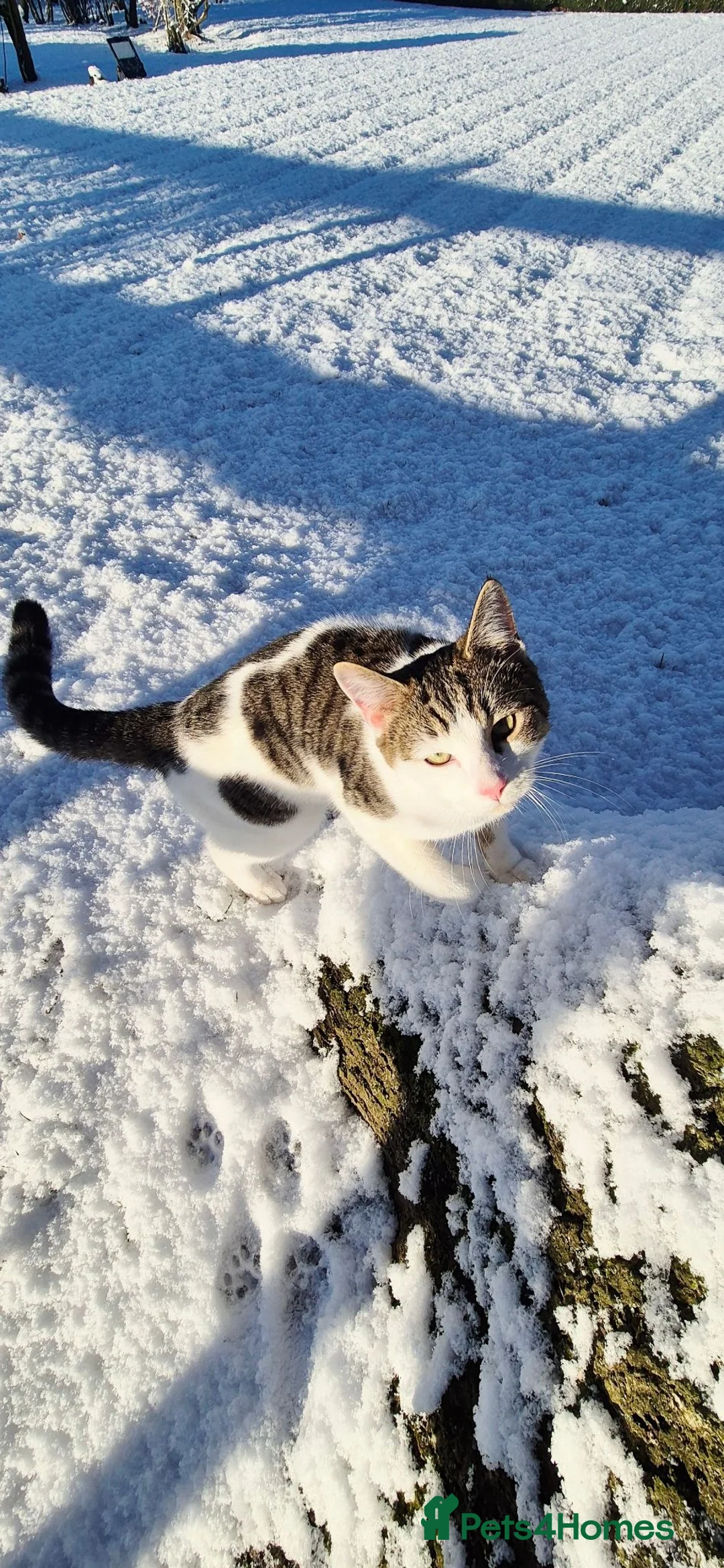 Mixed Breed cats for sale: Young male cat - Advert 7