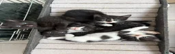 Scottish Fold cats for sale: Scottish Fold Mix Kitten  - Advert 1