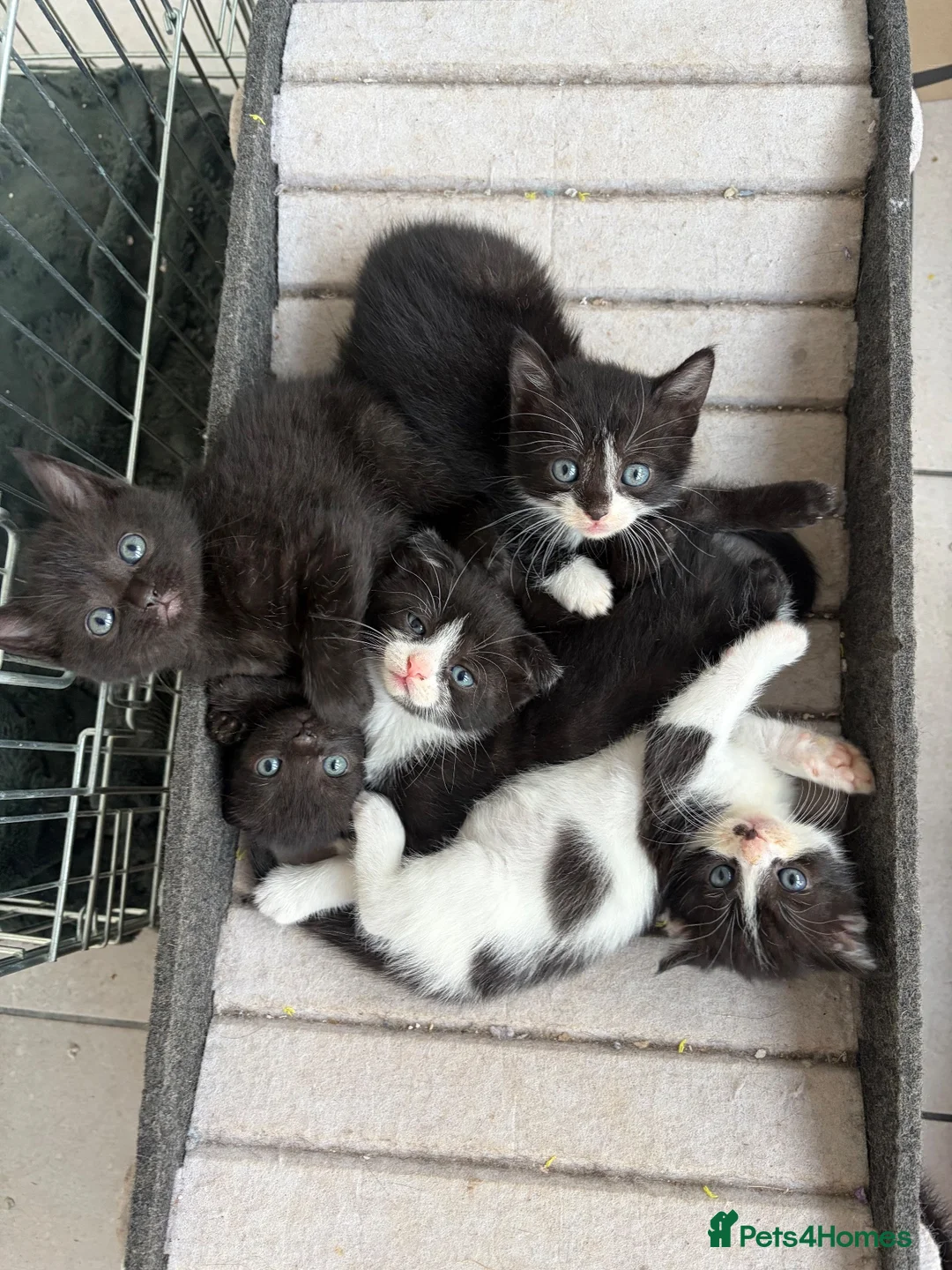 Scottish Fold cats for sale: Scottish Fold Mix Kitten  - Advert 1