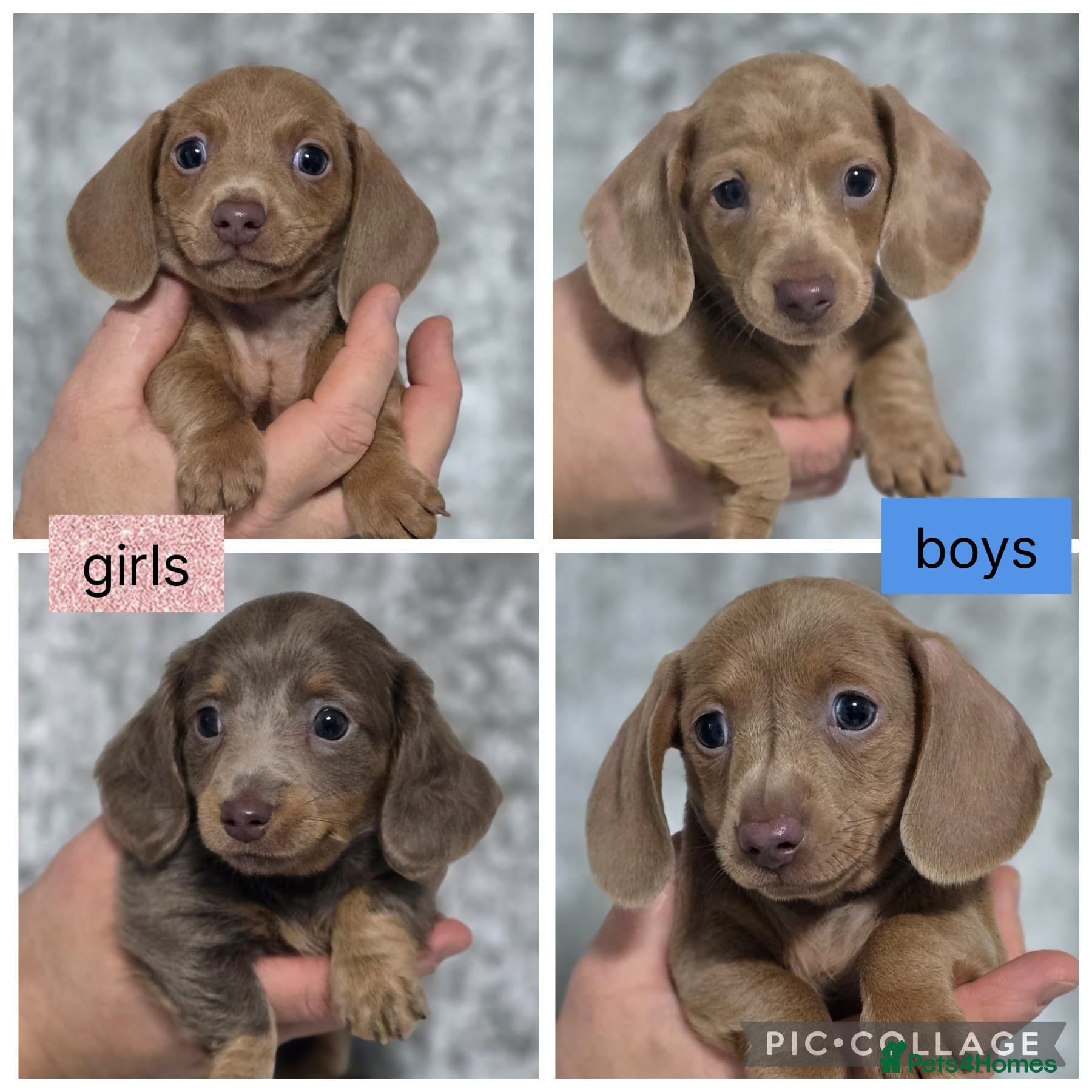 Dachshund dogs Beautiful miniature Dachshund puppies - Advert 12
