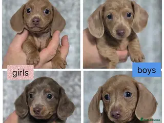 Dachshund dogs Beautiful miniature Dachshund puppies - Advert 12