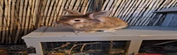 Lionhead rabbits for sale: Bonded sister lionheads in Deeside - Advert 5