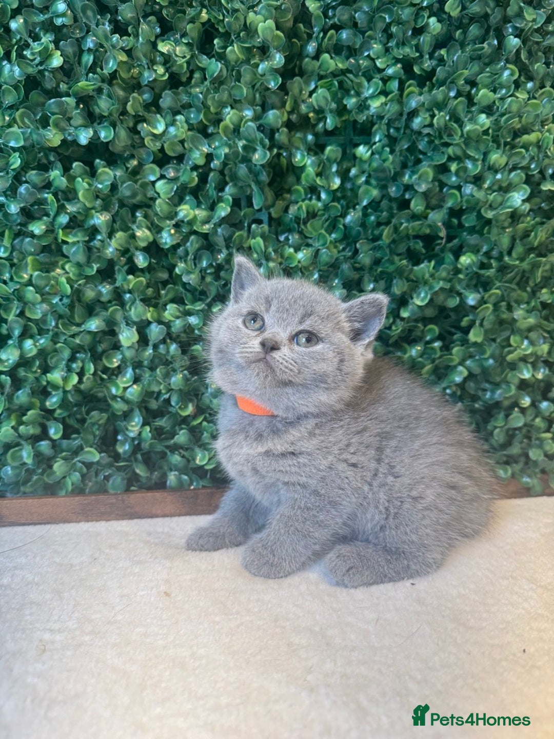 British Shorthair cats for sale: 💕British Shorthair Blue Kittens💕 - Image 9