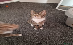 Mixed Breed cats for sale: Male and Female Cats - Image 15