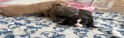 American Bully dogs for sale: 🧬 STUNNING CHUNKY POCKET BULLYS 🏆  - Advert 17