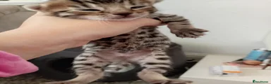 Tiger bengal