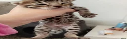 Bengal cats for sale: Beautiful baby bengals in Burnley - Advert 6