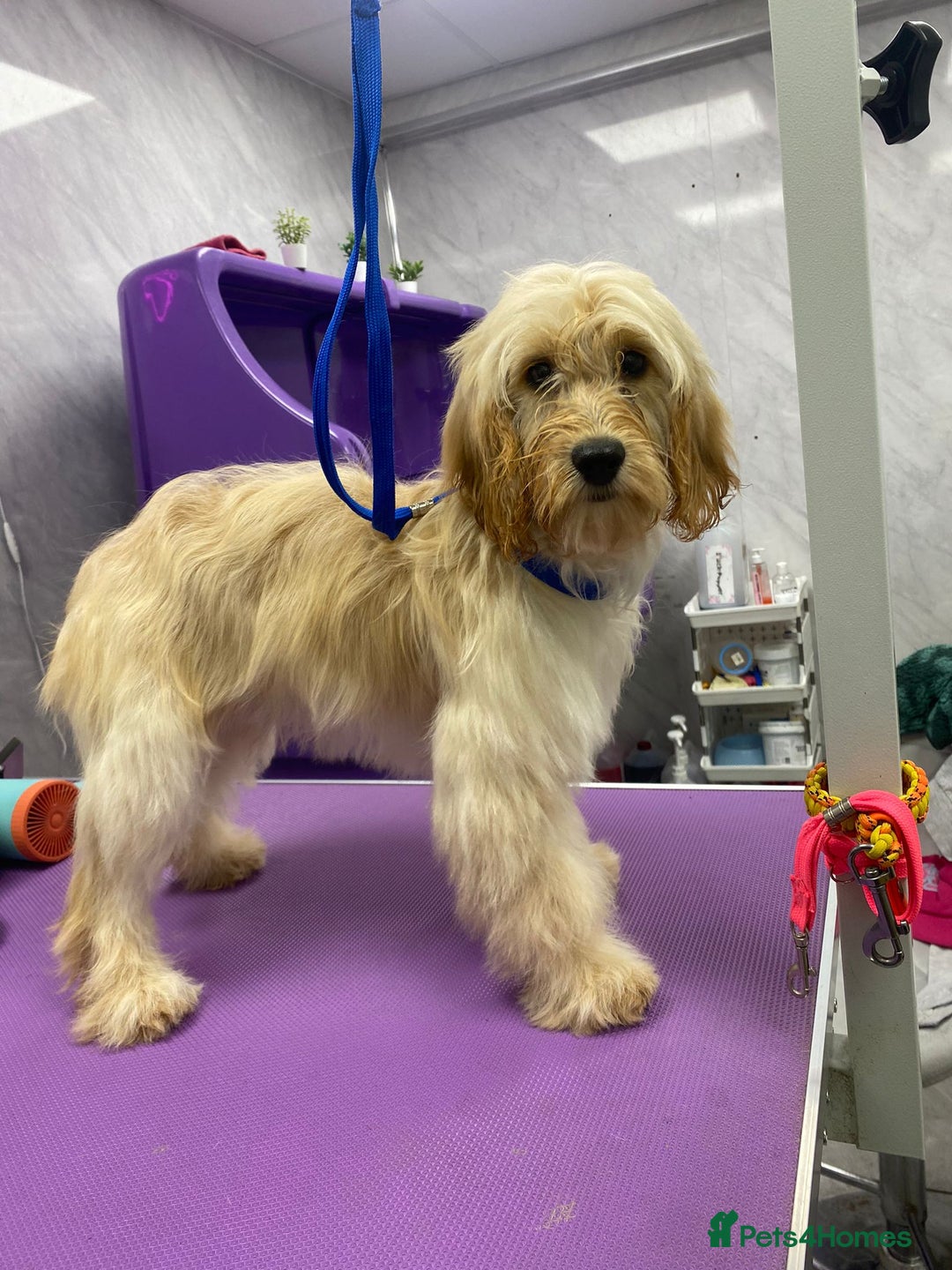 Cockapoo dogs for sale: cockerpoo - Advert 5