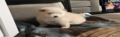 Pomeranian Puppy 1