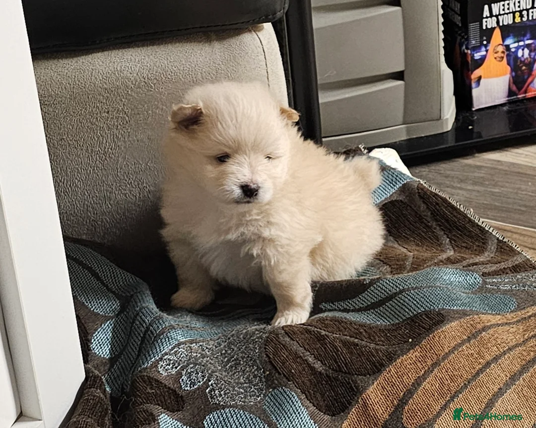 Pomeranian dogs for sale: 4 Beautiful Pomeranians  - Advert 3