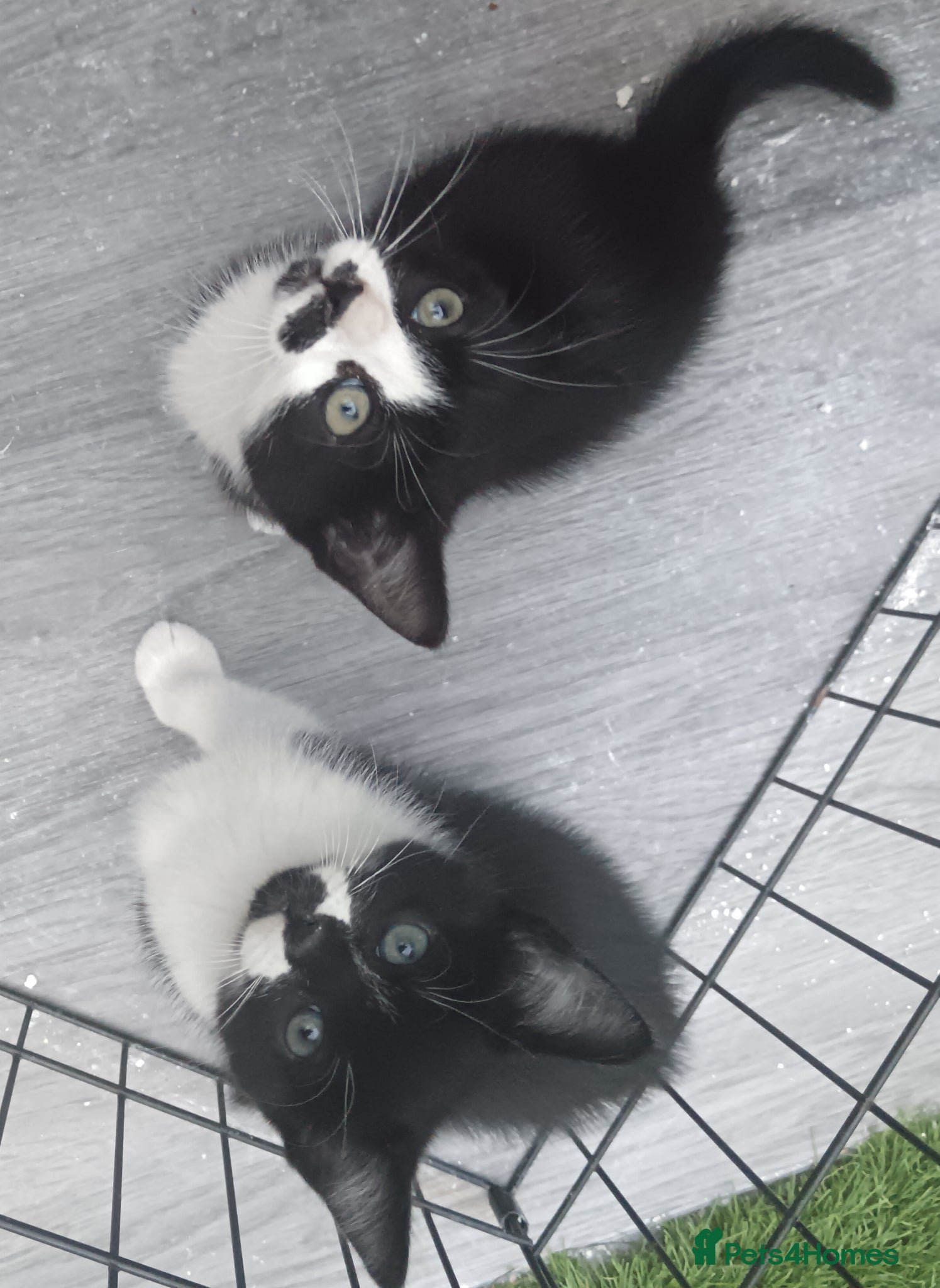 Mixed Breed cats Cute kittens  - Advert 2