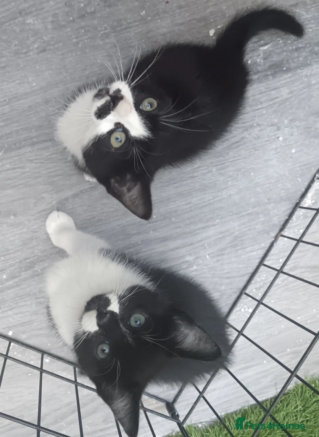 Mixed Breed cats for sale: Cute kittens  in Hornchurch - Advert 1