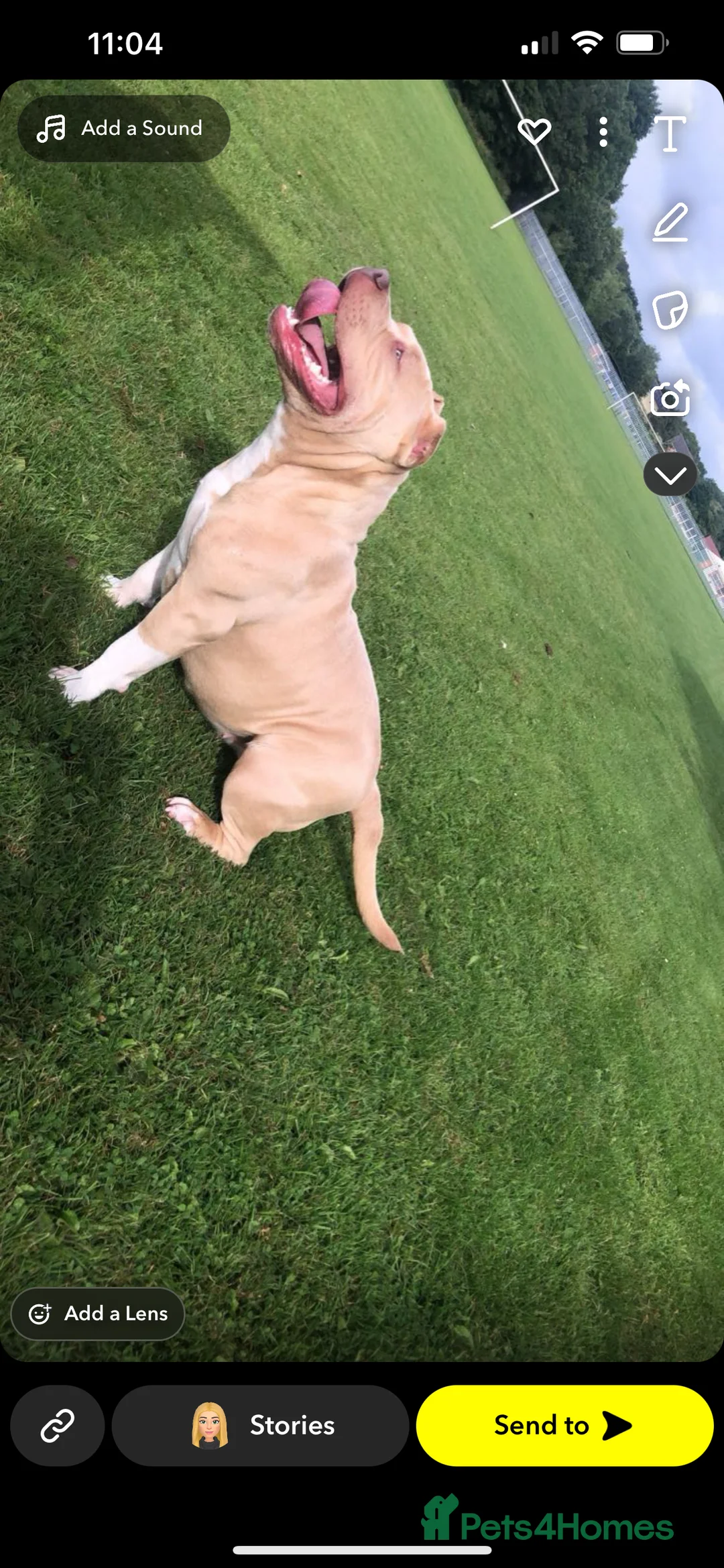 American Bully dogs for sale: Pocket bully  - Advert 2