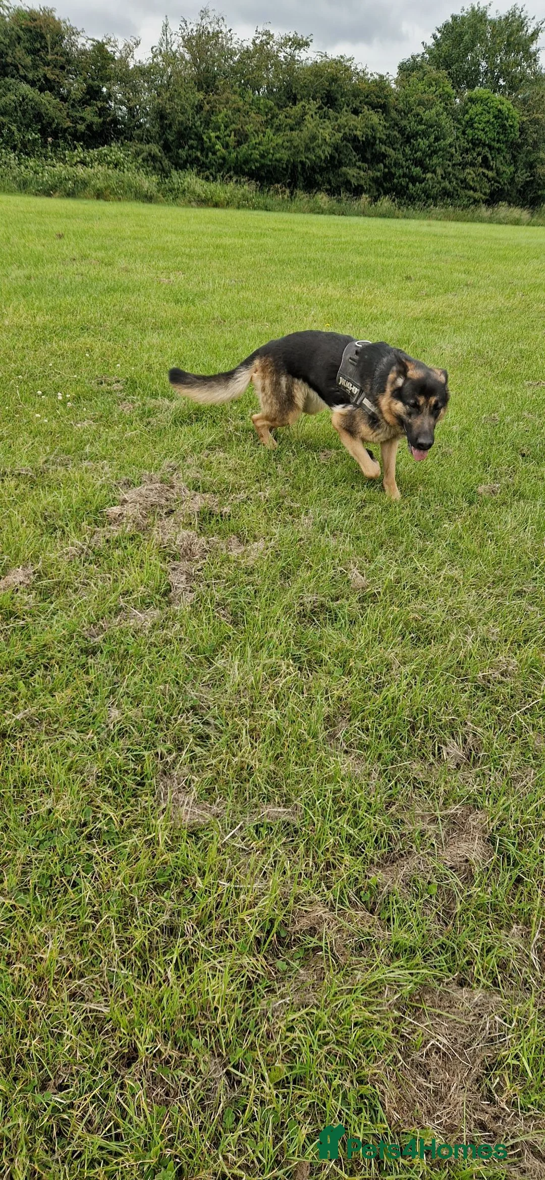 German Shepherd dogs for sale: My beautiful German Shepherd  - Advert 2