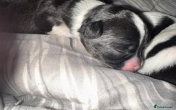 Chihuahua dogs for sale: Ready to leave female chihuahua BOTH vaccines done - Image 9