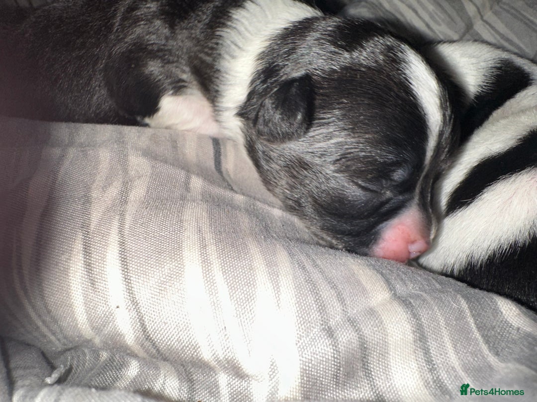 Chihuahua dogs for sale: Ready to leave female chihuahua BOTH vaccines done - Image 9