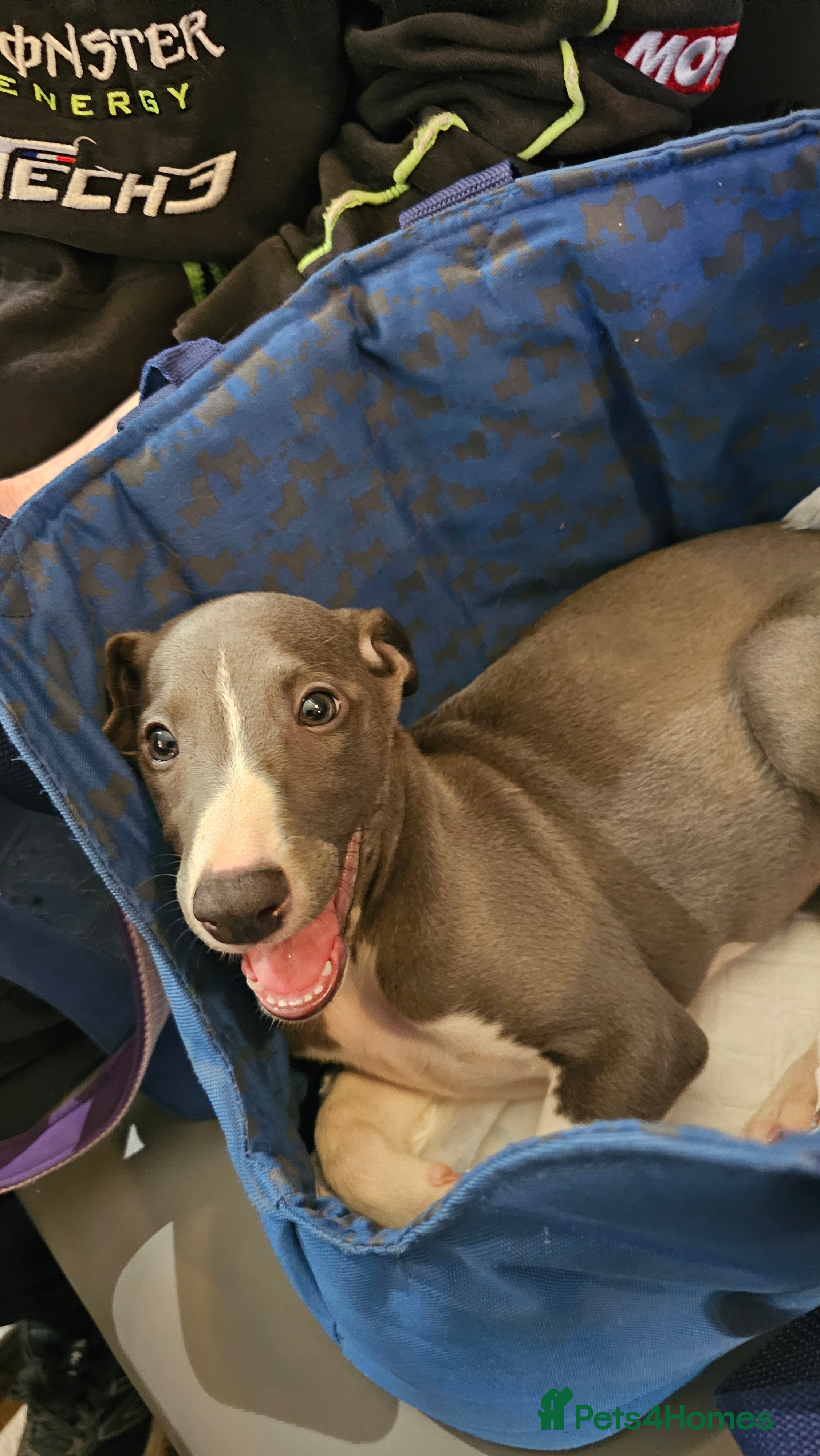 Whippet dogs READY NOW kc reg blue whippet puppies - Advert 2