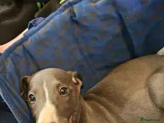 Whippet dogs READY NOW kc reg blue whippet puppies - Advert 2